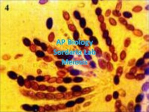 AP Biology Sordaria Lab Meiosis Sordaria Life Cycle