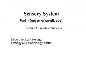 Sensory System Part 1 organ of smell eye