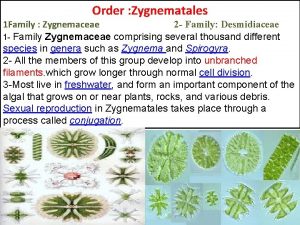 Order Zygnematales 1 Family Zygnemaceae 2 Family Desmidiaceae