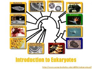Introduction to Eukaryotes http www ucmp berkeley edualllifeeukaryota
