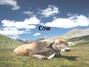 Cow The cow is the most common type