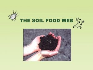 THE SOIL FOOD WEB Soil Biology and the