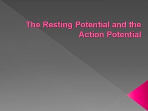 The Resting Potential and the Action Potential When