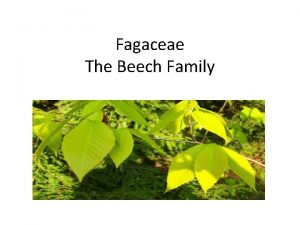 Fagaceae The Beech Family Fagaceae 9 10 Genera