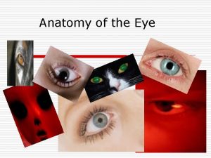 Anatomy of the Eye Sclera o The white