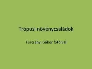 Trpusi nvnycsaldok Turcsnyi Gbor fotival Harasztok Pteridophyta desgykerpfrnyflk