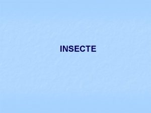 Insecte aptere