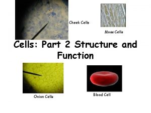 Cheek Cells Moss Cells Part 2 Structure and