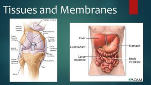 Tissues and Membranes Body Tissues There are four