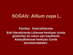 SOAN Allium cepa L Familya Amaryllidaceae Eski literatrlerde