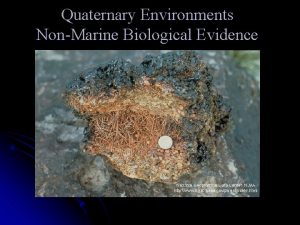 Quaternary Environments NonMarine Biological Evidence Proxy Records T