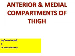 ANTERIOR MEDIAL COMPARTMENTS OF THIGH Prof Ahmed Fathalla