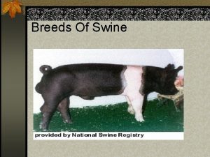 Breeds Of Swine Swine Terminology n Boar A