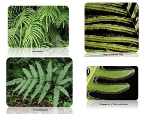 Pteris life cycle