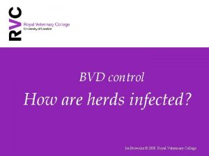 BVD control How are herds infected Joe Brownlie