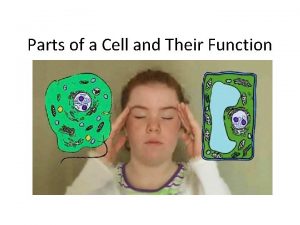 Parts of a Cell and Their Function Plant