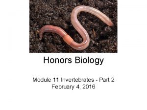 Honors Biology Module 11 Invertebrates Part 2 February