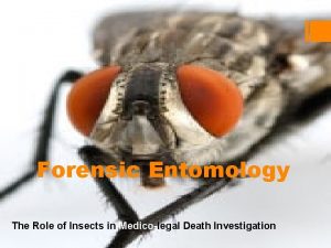 Medicolegal forensic entomology