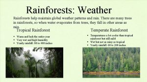 Tropical rainforest weather patterns