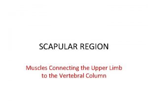 SCAPULAR REGION Muscles Connecting the Upper Limb to