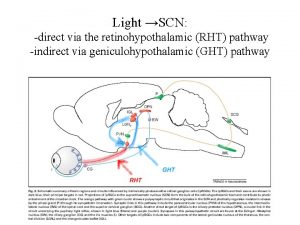 Light SCN direct via the retinohypothalamic RHT pathway