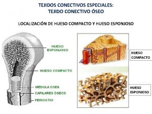 TEJIDOS CONECTIVOS ESPECIALES TEJIDO CONECTIVO SEO LOCALIZACIN DE