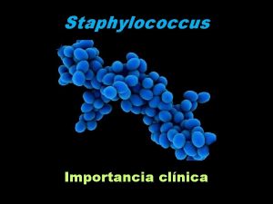 Staphylococcus Importancia clnica Importancia clnica de los ECN