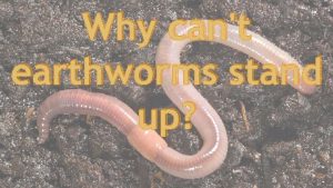 Why cant earthworms stand up Feel your head