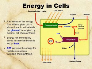 Energy in Cells Light energy Carbon dioxide water