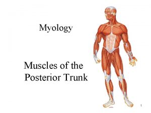 Myology Muscles of the Posterior Trunk 1 Latissimus