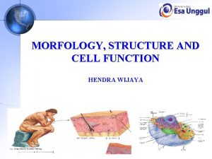 MORFOLOGY STRUCTURE AND CELL FUNCTION HENDRA WIJAYA TEORI