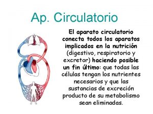 Ap Circulatorio El aparato circulatorio conecta todos los