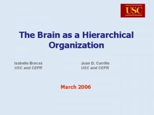 The Brain as a Hierarchical Organization Isabelle Brocas