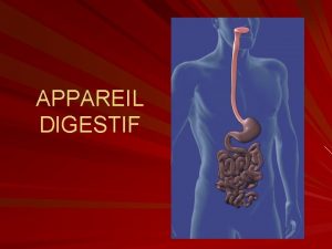 APPAREIL DIGESTIF LSOPHAGE Limites suprieure lextrmit infrieure du