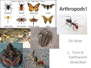 Arthropods Do Now 1 Turn in Earthworm dissection