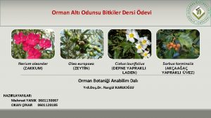 Orman Alt Odunsu Bitkiler Dersi devi Nerium oleander