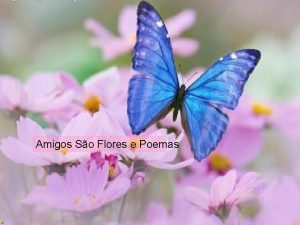 Amigos são flores e poemas