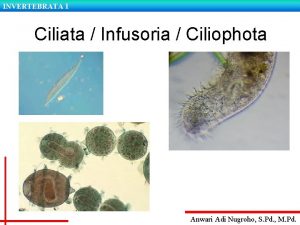 INVERTEBRATA I Ciliata Infusoria Ciliophota Anwari Adi Nugroho