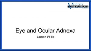Eye and Ocular Adnexa Lamon Willis Anatomy Anatomy