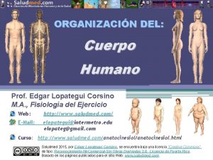 ORGANIZACIN DEL Cuerpo Humano Prof Edgar Lopategui Corsino