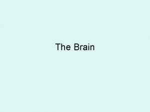 The Brain The Brain The Brain is part