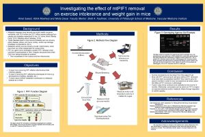 Investigating the effect of mt PIF 1 removal