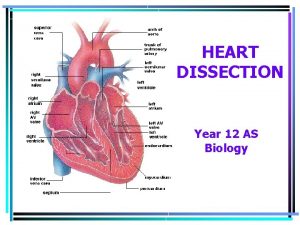 HEART DISSECTION Year 12 AS Biology Intact Heart