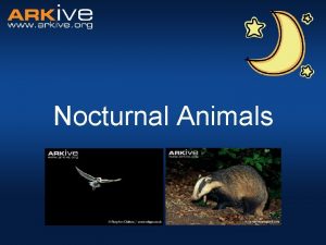 Nocturnal animals meaning