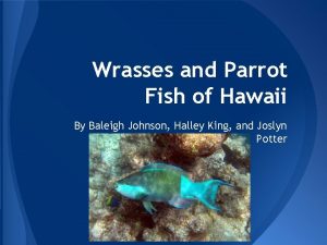 Hawaiian parrot fish