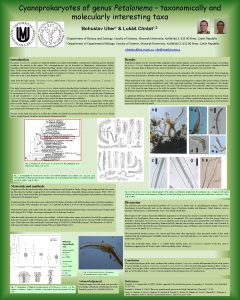 Cyanoprokaryotes of genus Petalonema taxonomically and molecularly interesting