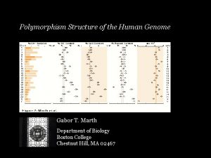 Polymorphism Structure of the Human Genome Gabor T