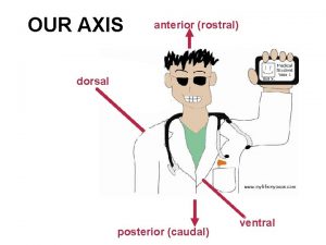 Rostral-caudal axis