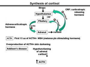 Synthesis of cortisol Stress tiso Adrenal cortisol ACTH