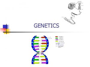 GENETICS What do you remember about genetics List